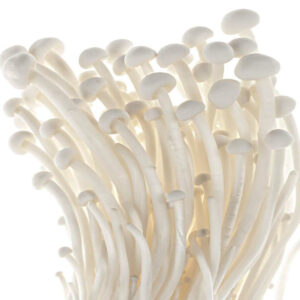 Enoki gotowe podłoże