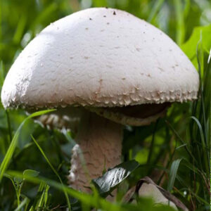 Grzybnia Pieczarki polnej na ziarnie (Agaricus campestris) - 1 litr