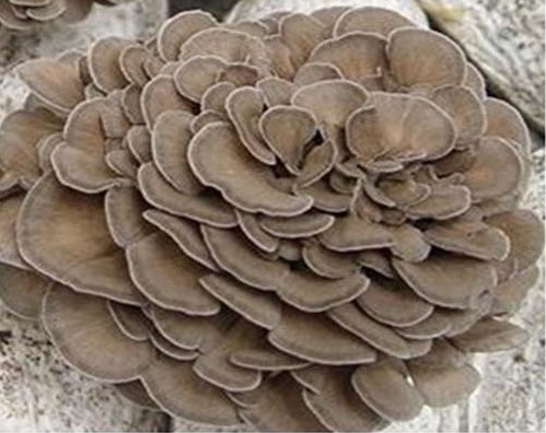 maitake