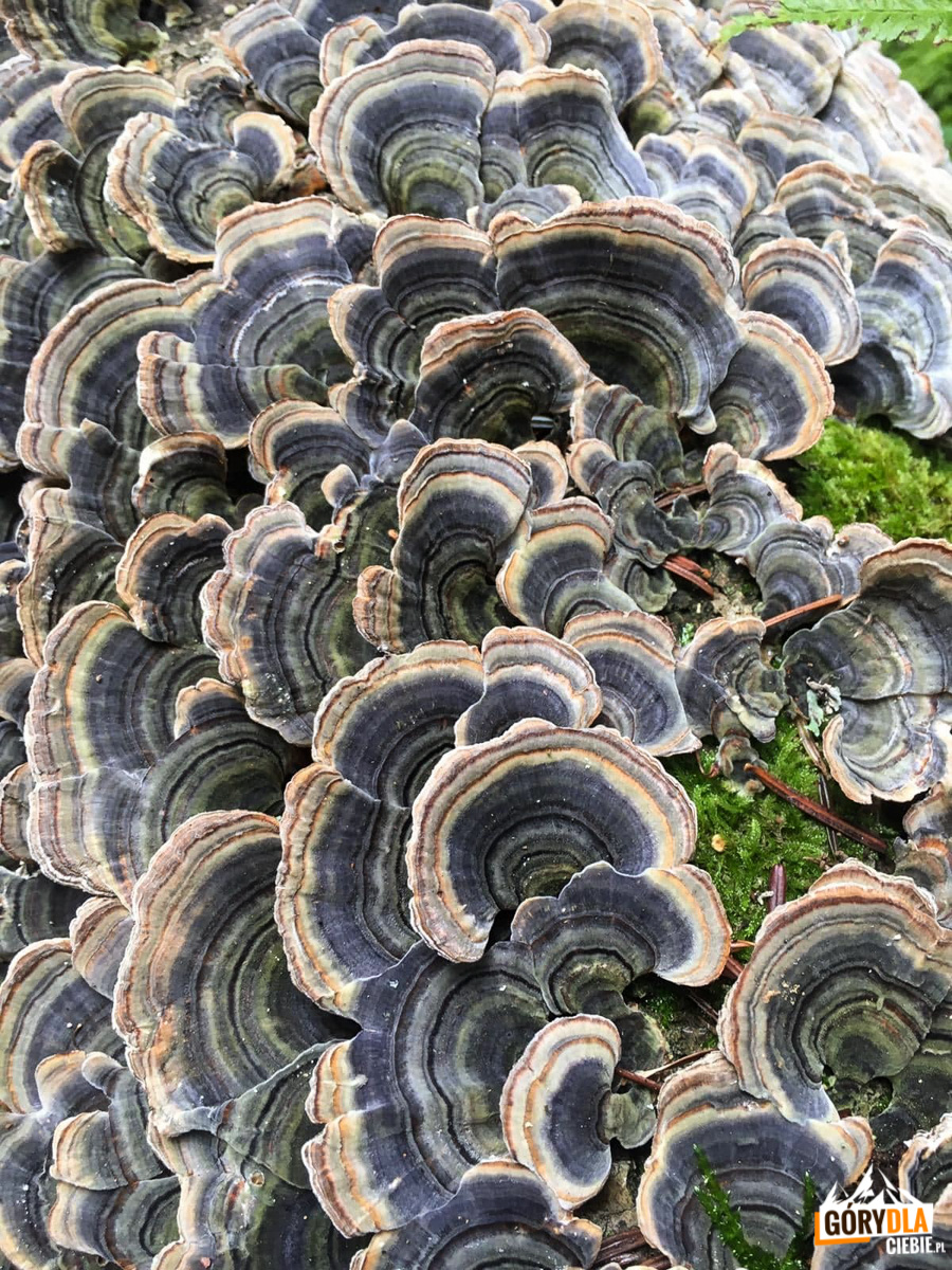 Wrośniak różnobarwny -Trametes versicolor -90 kap. - obrazek 2