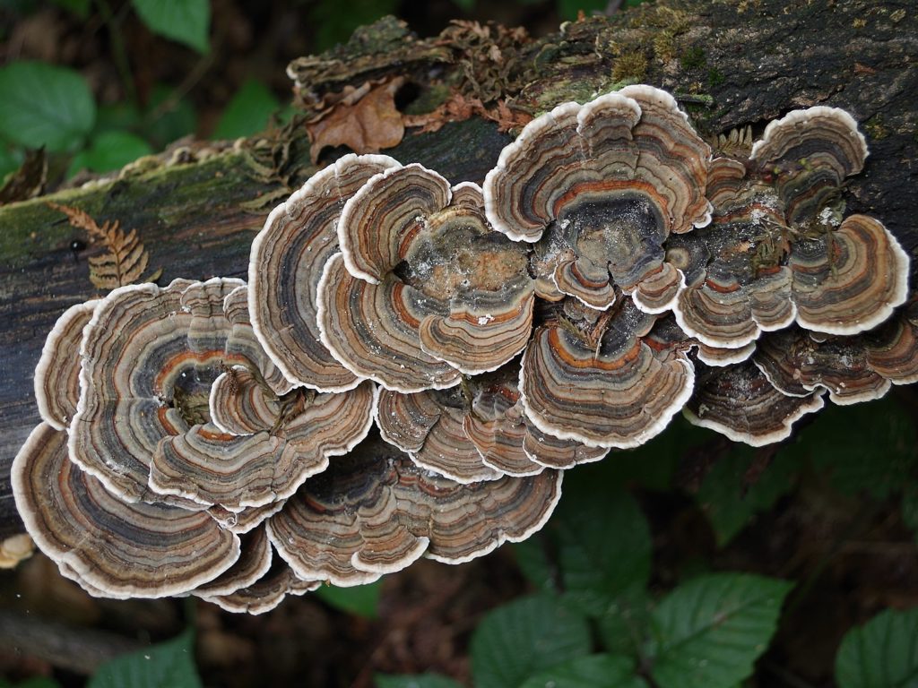 Wrośniak różnobarwny -Trametes versicolor -90 kap. - obrazek 4