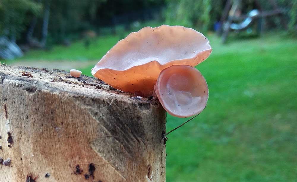 BIO Auricularia - Uszak bzowy 100 g - obrazek 2