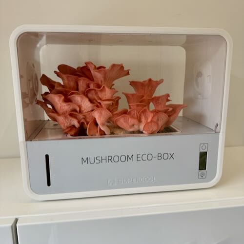 Boczniak różowy - starter do uprawy w Grow Boxie - obrazek 5