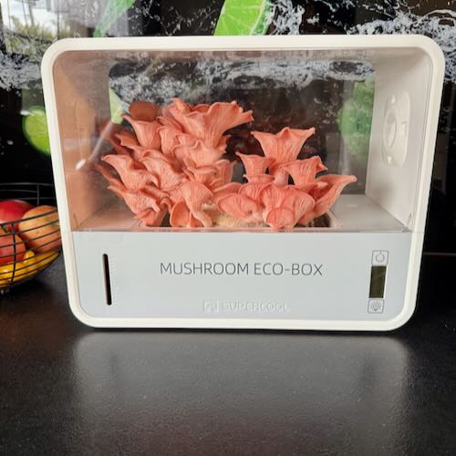 Boczniak różowy - starter do uprawy w Grow Boxie - obrazek 3