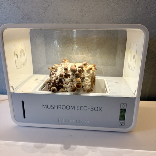 Shii-take (Twardziak jadalny) – Starter do Uprawy w Grow Boxie - obrazek 6