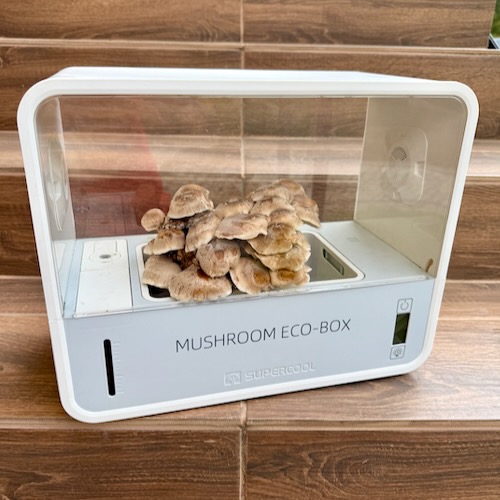 Shii-take (Twardziak jadalny) – Starter do Uprawy w Grow Boxie - obrazek 5