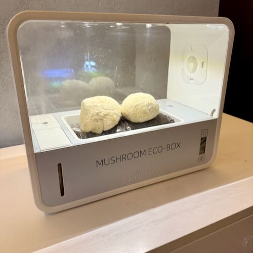 Soplówka jeżowata (Lion’s Mane) – starter do uprawy w Grow Boxie - obrazek 3