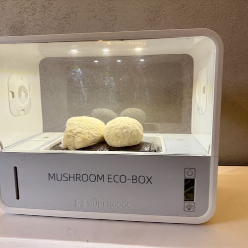 Soplówka jeżowata (Lion’s Mane) – starter do uprawy w Grow Boxie - obrazek 5