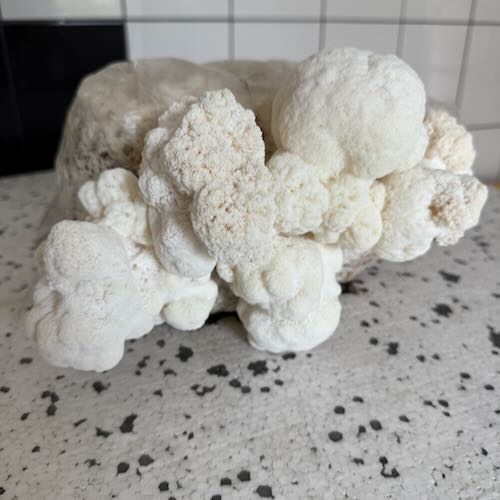 Soplówka jeżowata (Lion’s Mane) – starter do uprawy w Grow Boxie - obrazek 6