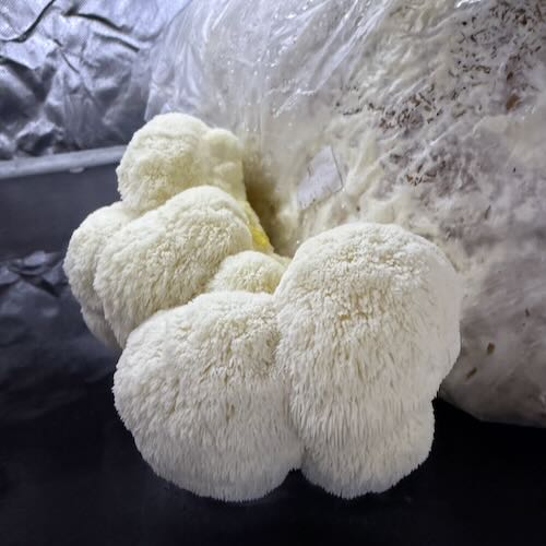 Soplówka jeżowata (Lion’s Mane) – starter do uprawy w Grow Boxie - obrazek 4