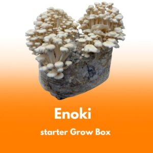 Grzyby Enoki – starter do uprawy w Grow Boxie