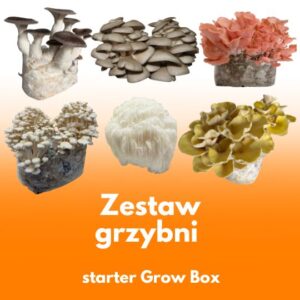 Zestaw 6 grzybni do Grow Boxa – subskrypcja domowej uprawy grzybów jadalnych