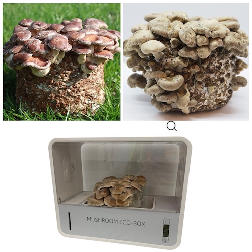 Shii-take (Twardziak jadalny) – Starter do Uprawy w Grow Boxie - obrazek 7
