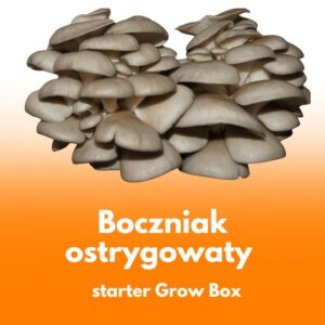 Boczniak Ostrygowaty - starter do uprawy w Grow Boxie