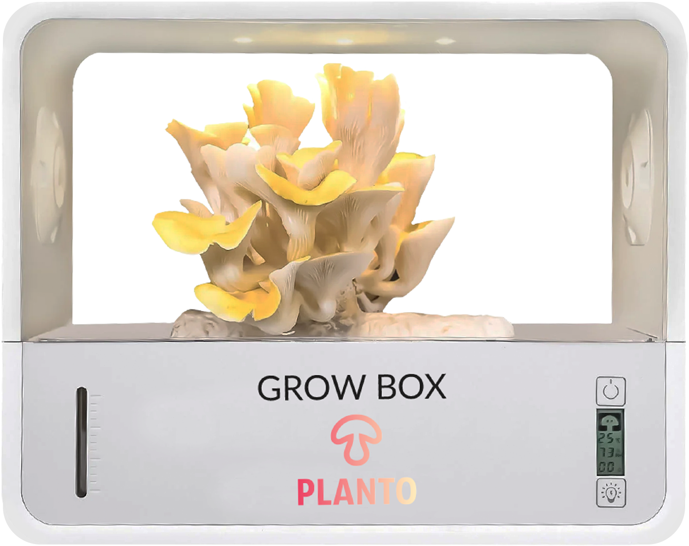 Boczniak cytrynowy - starter do uprawy w Grow Boxie - obrazek 4
