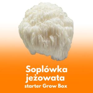 Soplówka jeżowata (Lion’s Mane) – starter do uprawy w Grow Boxie