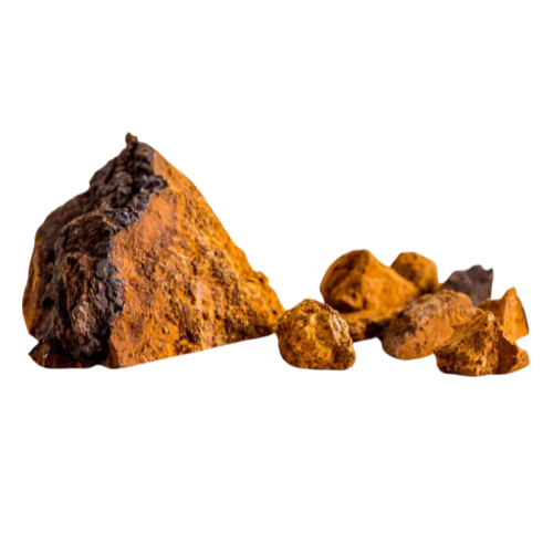 Chaga Inonotus obliquus BIO kapsułki 120 szt. - obrazek 4