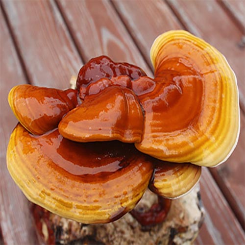 Reishi mielone 50 g – proszek Ganoderma Lucidum grzyb funkcjonalny - obrazek 5
