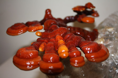 Reishi mielone 50 g – proszek Ganoderma Lucidum grzyb funkcjonalny - obrazek 6