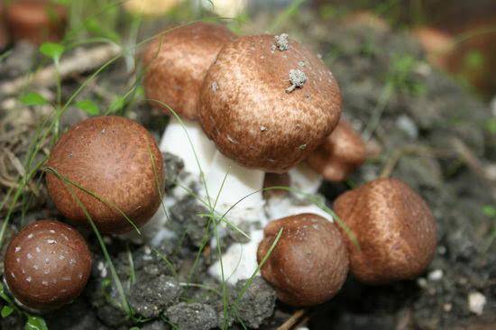Pieczarka brazylijska Agaricus blazei Murill BIO kapsułki 120 szt. - obrazek 3
