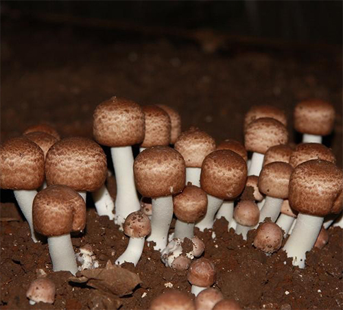 Pieczarka brazylijska Agaricus blazei Murill BIO kapsułki 120 szt. - obrazek 4
