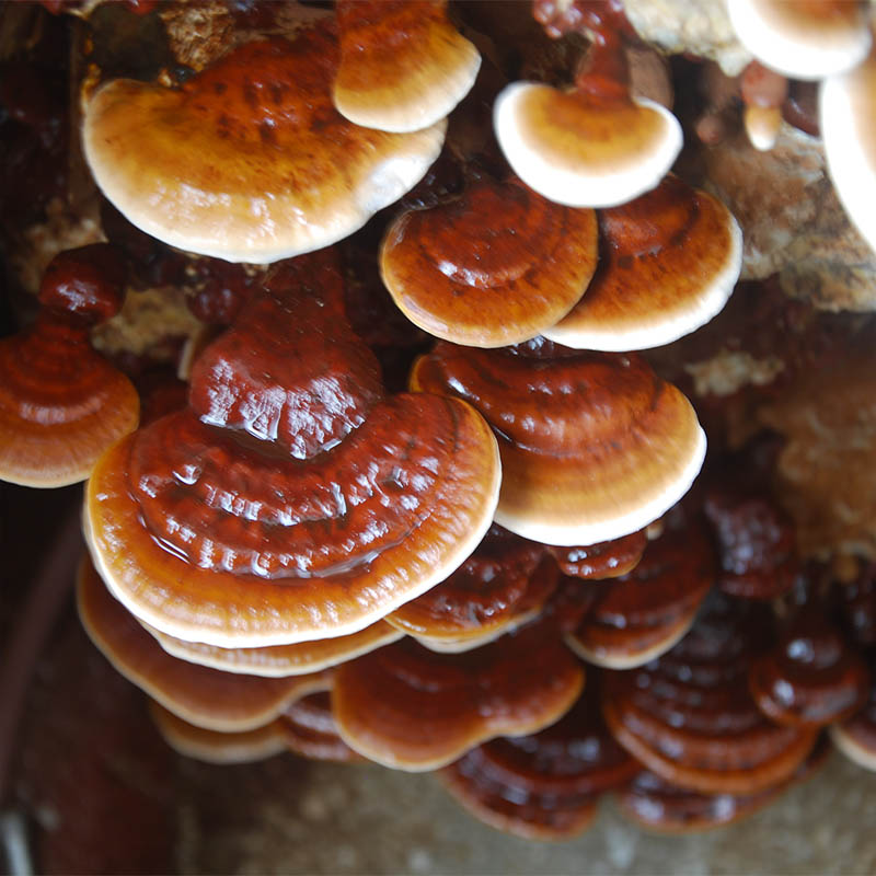 Reishi mielone 50 g – proszek Ganoderma Lucidum grzyb funkcjonalny - obrazek 4